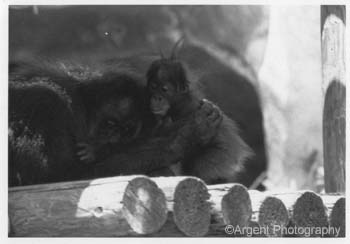 Orangutan & Baby